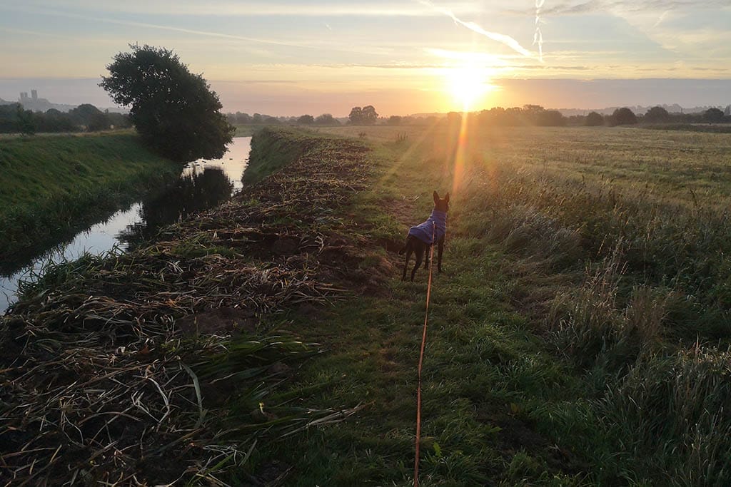 Catchwater Drain Dog Walk Dog walking Catchwater Drain Lincoln