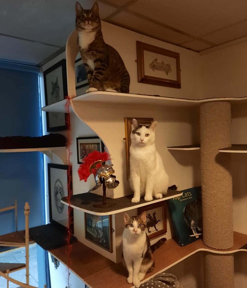 Cat café Lincoln