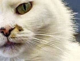 Coffee Cats Lincoln white cat
