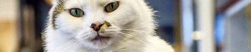 Coffee Cats Lincoln white cat