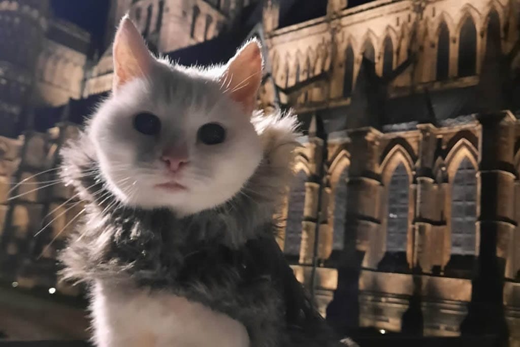 Coffee Cats Lincoln Cathedral