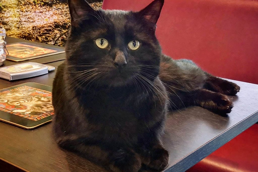Coffee Cats Black Cat Coffee Cats Lincoln