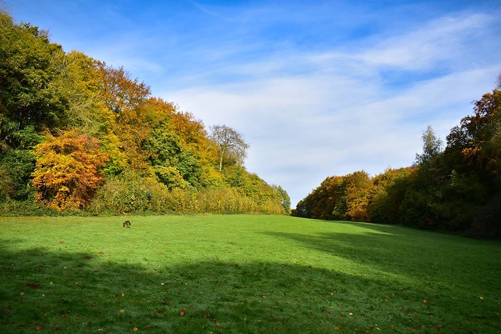 Hubbards Hills grasslands