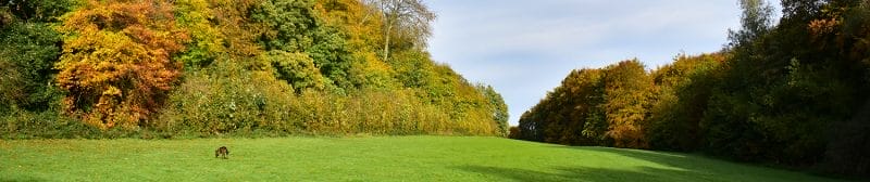 Hubbards Hills fields trees autumnal