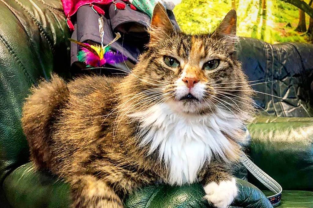 Ratatoskr Coffee Cats