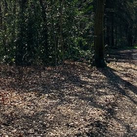 Willingham Woods wide