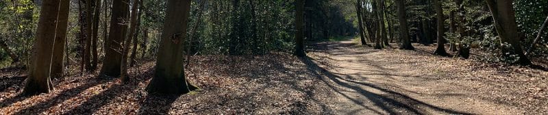 Willingham Woods wide