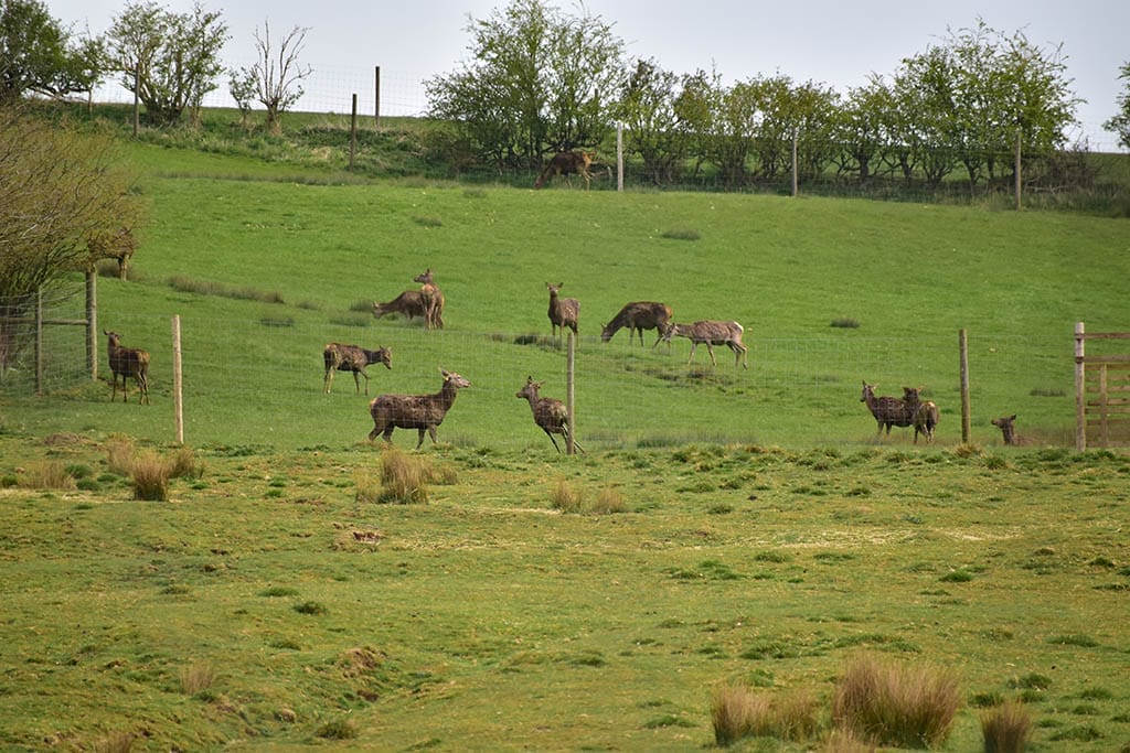 Lindsey Trail north route Lincolnshire Wolds deer