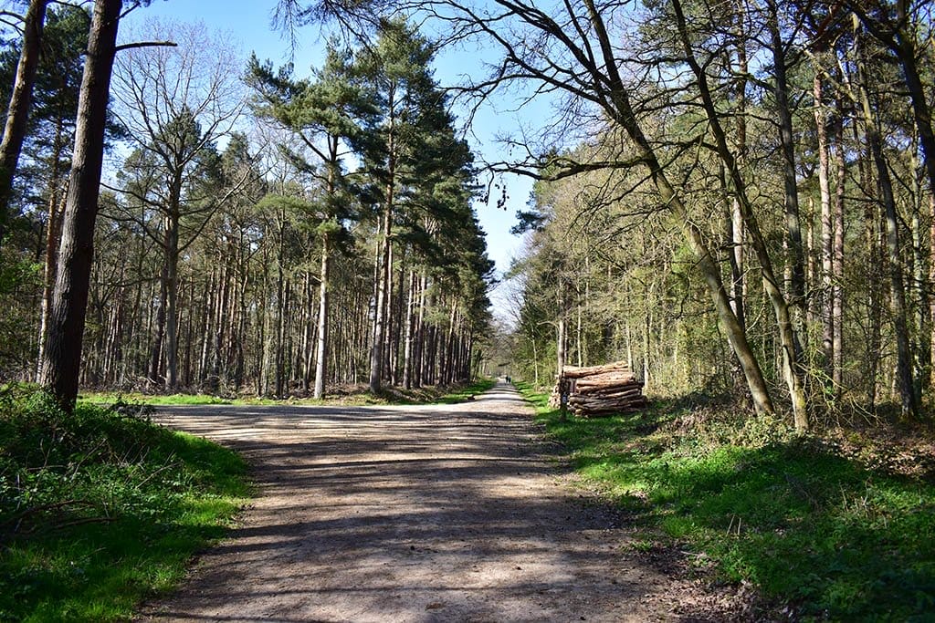 Willingham Woods logs