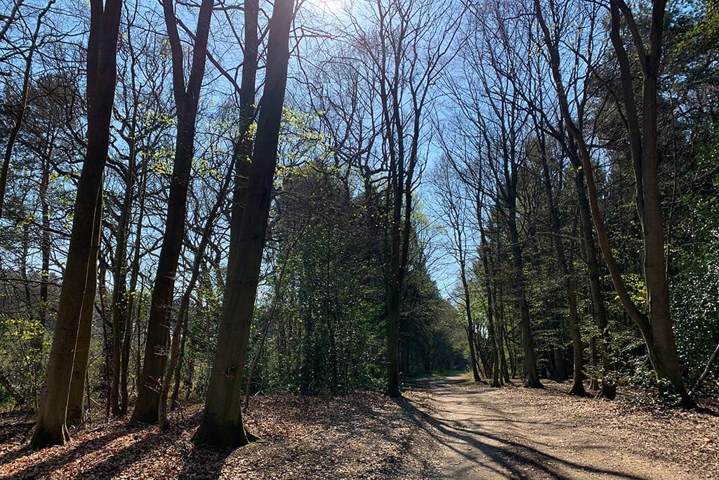 Willingham Woods path
