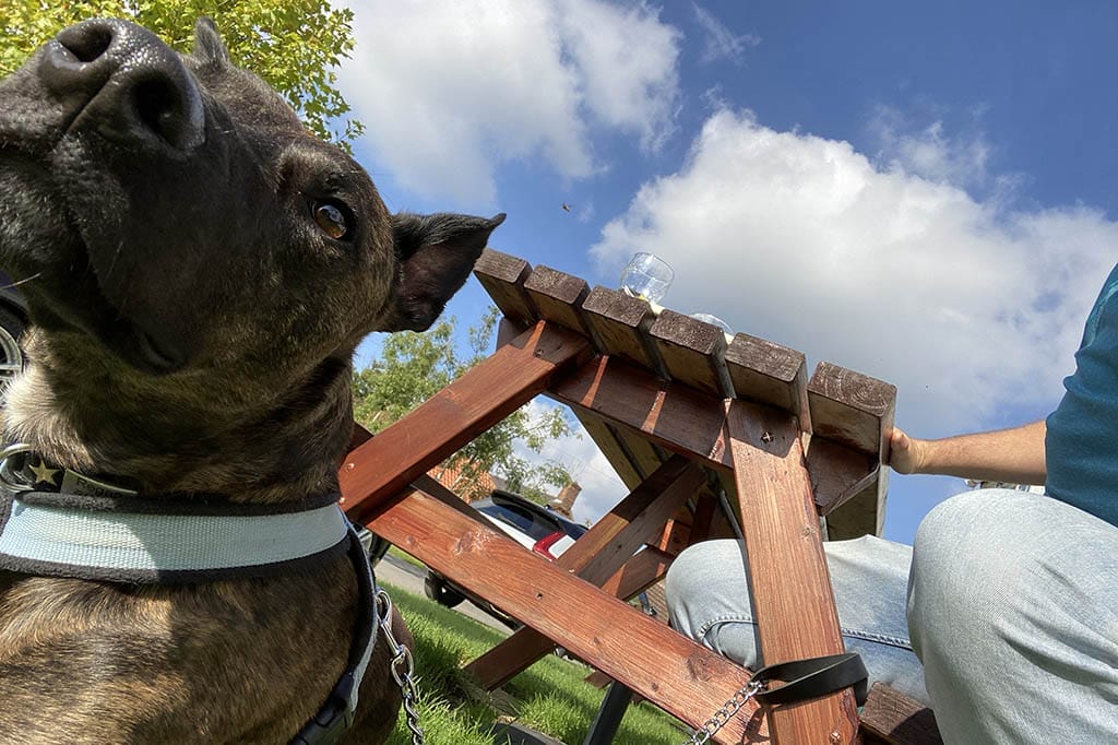 Blue Bell Inn Belchford Dog Friendly Regan at the Blue Bell Inn Belchford