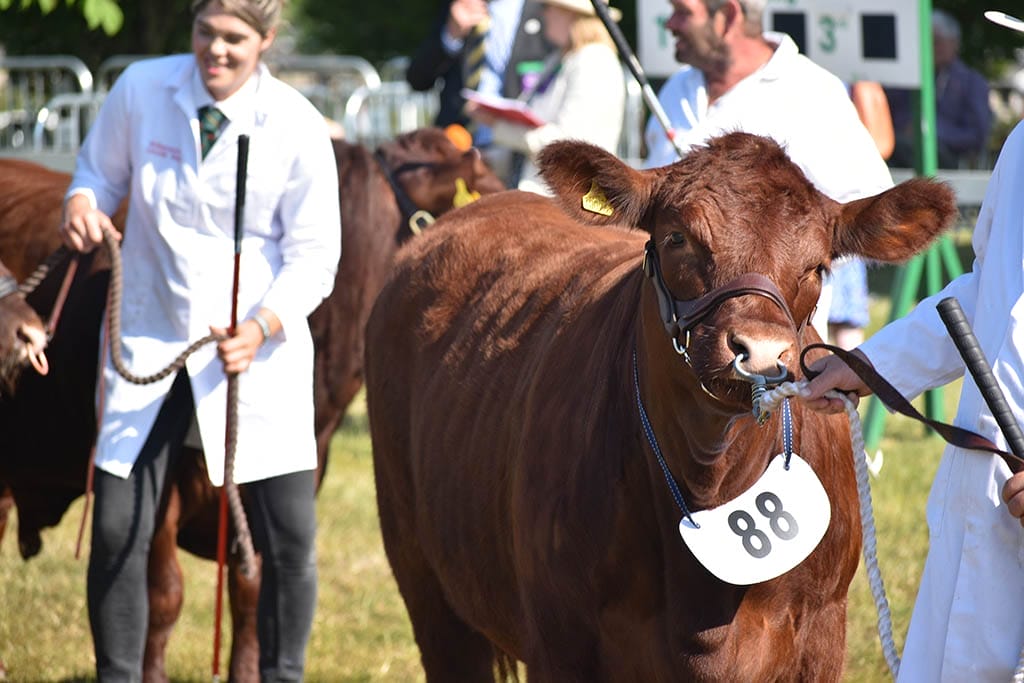 Lincolnshire Show livestock displays