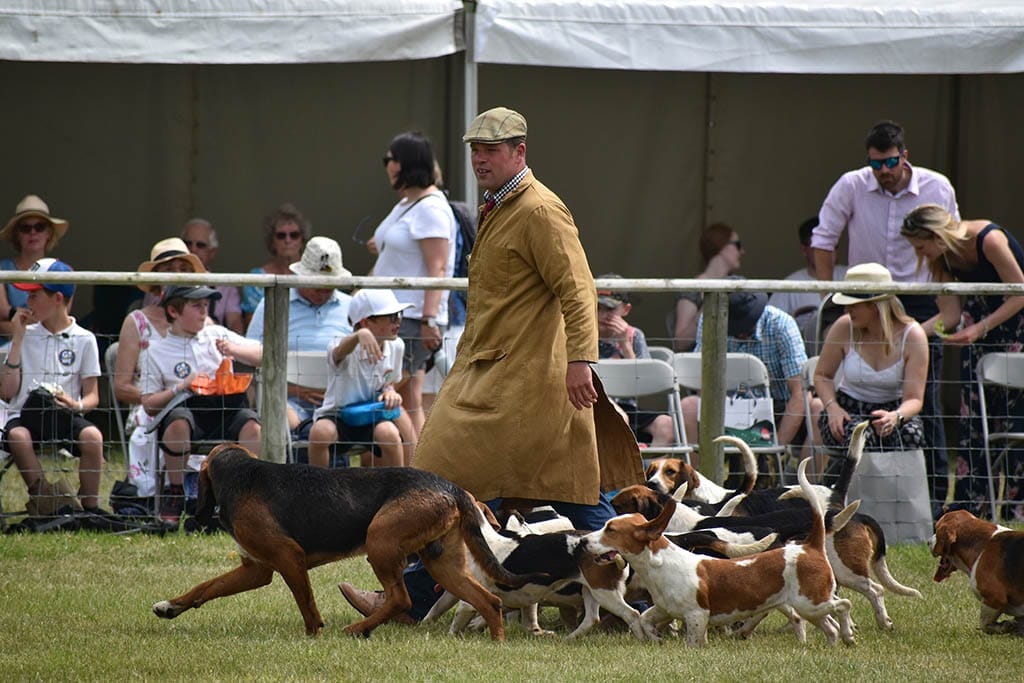 Parade of Hounds Parade of hounds