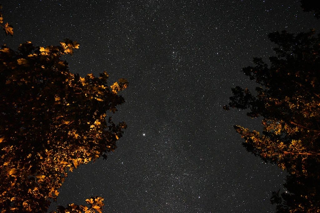 Stargazing Through Trees Stewton Stargazing trees