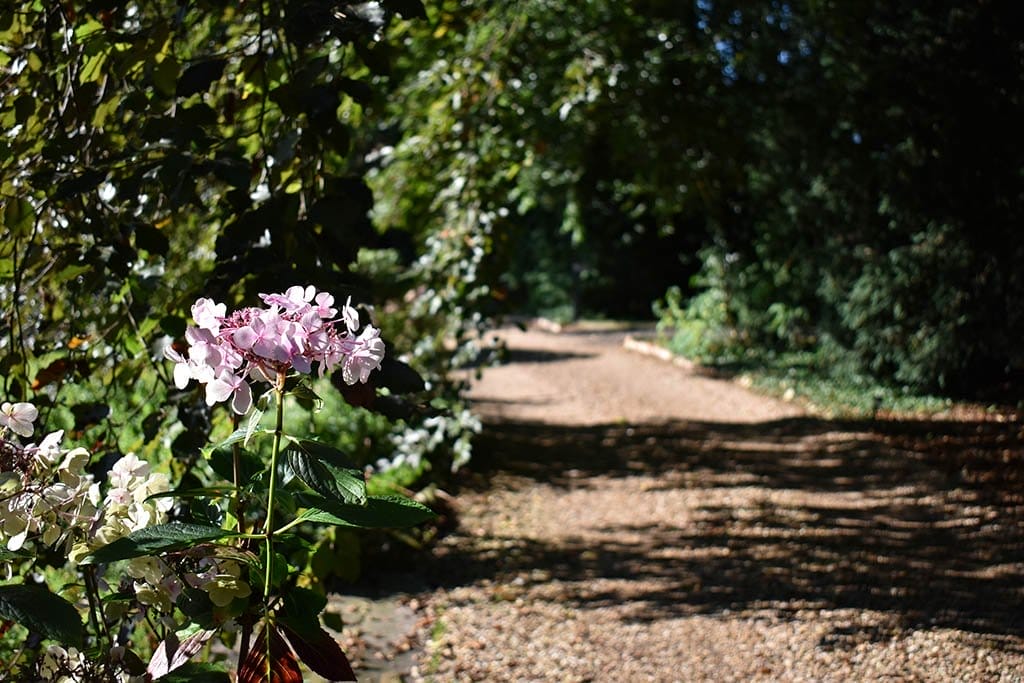 Stewton Stars Hideaway Flowers Stewton Stars Hideaway grounds pink flower
