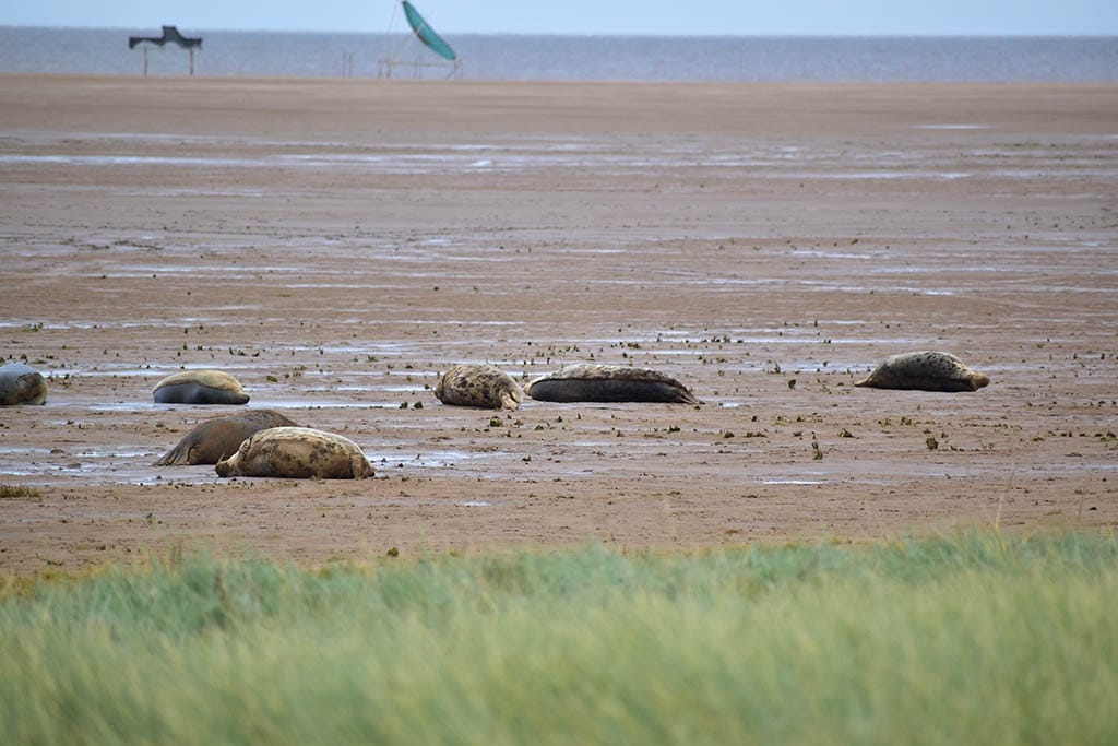 Seals at Donna Nook Seals at Donna Nook breeding season