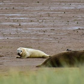 Donna Nook seal pups