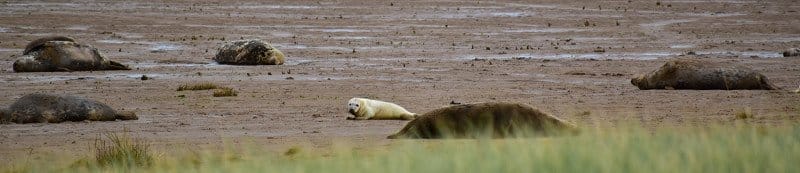 Donna Nook seal pups