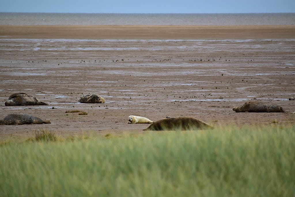 White Seal Pups Seal pups white coat